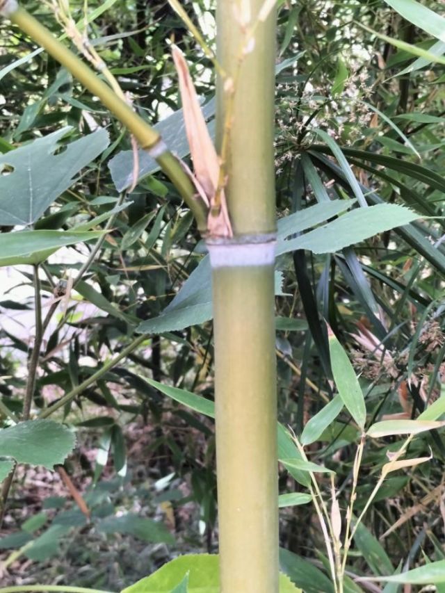 Phyllostachys? Quale specie?